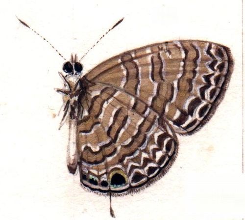 Nacaduba berenice